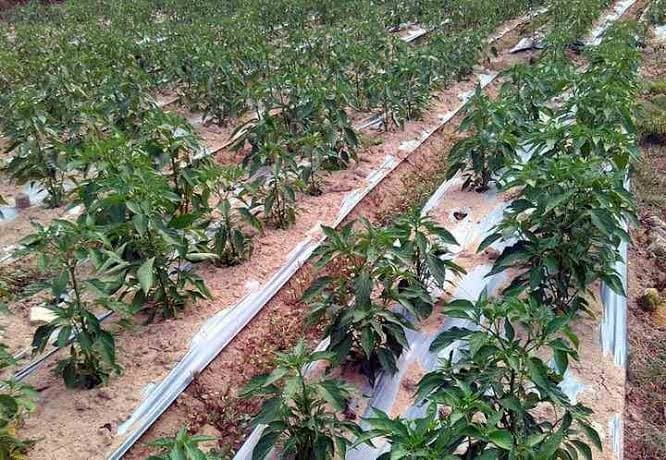 Chilli cultivation field in Andhra Pradesh