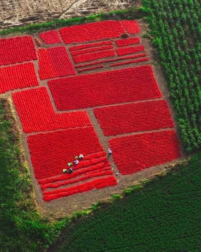 Chilli crop harvested and arranged for drying