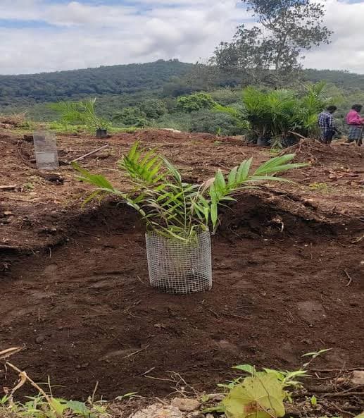 Oil palm plantation development by Abhiram Group